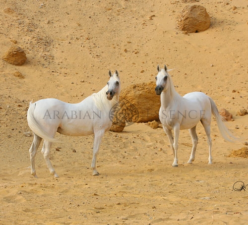 RABAB STUD | Arabian Essence TV