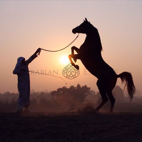 RABAB STUD | Arabian Essence TV