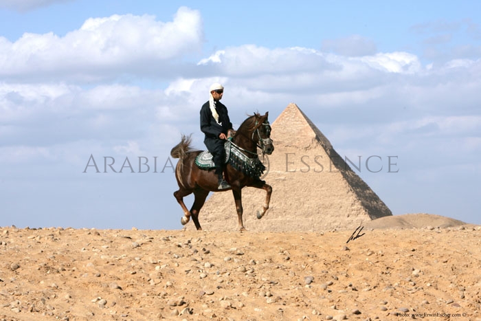 RABAB STUD | Arabian Essence TV