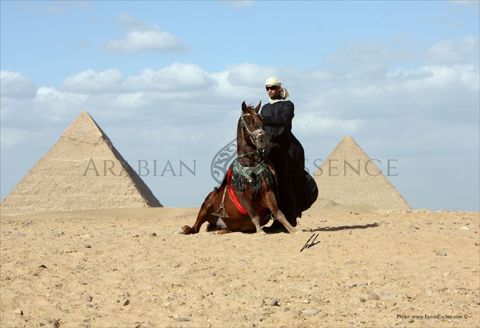 RABAB STUD | Arabian Essence TV