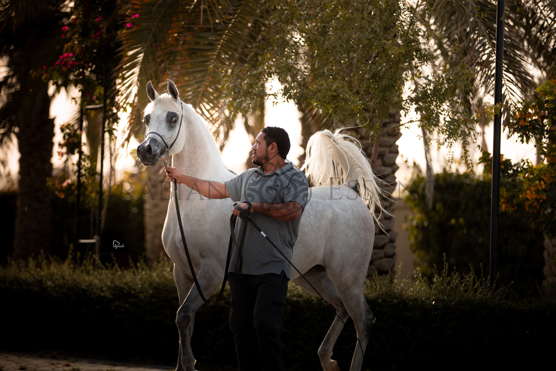 FARAH AL MUBARKIA | Sabhan AHS 2025 - C National | Events | Arabian ...