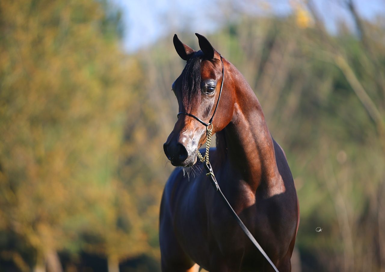 Figurine Al Shaqab - New Generation - Cheval Arabe Menton 2019 - Qatar - N4005