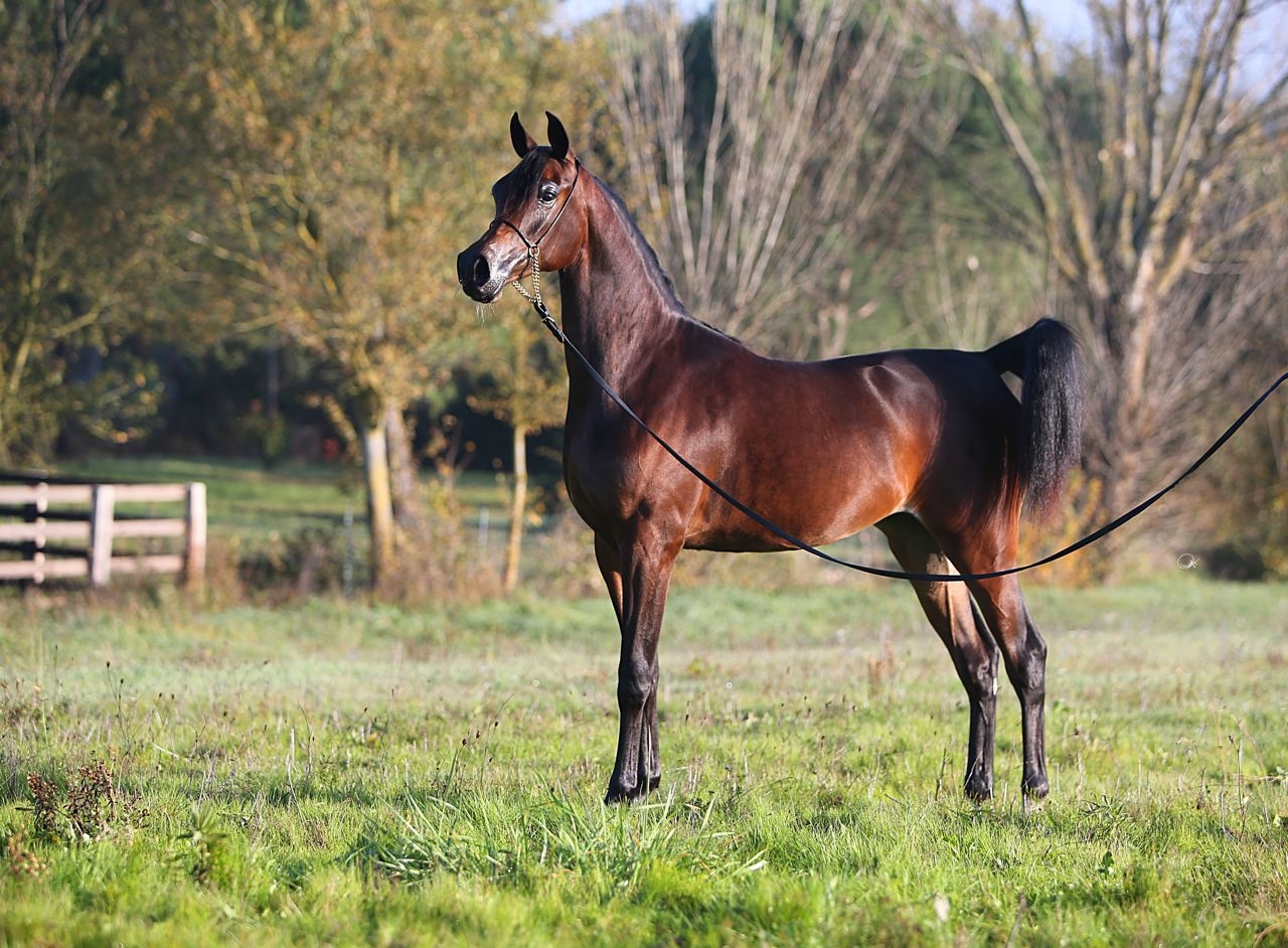 Figurine Al Shaqab - New Generation - Cheval Arabe Menton 2019 - Qatar - N4005