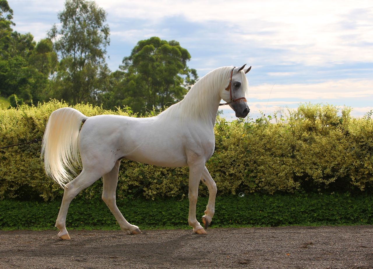 【韓国Attends アテンズ】White horse case 📢𝐀𝐭𝐭𝐞𝐧𝐭𝐢𝐨𝐧 𝐀𝐥𝐥 𝐁𝐫𝐞𝐞𝐝𝐞𝐫𝐬📢 2025