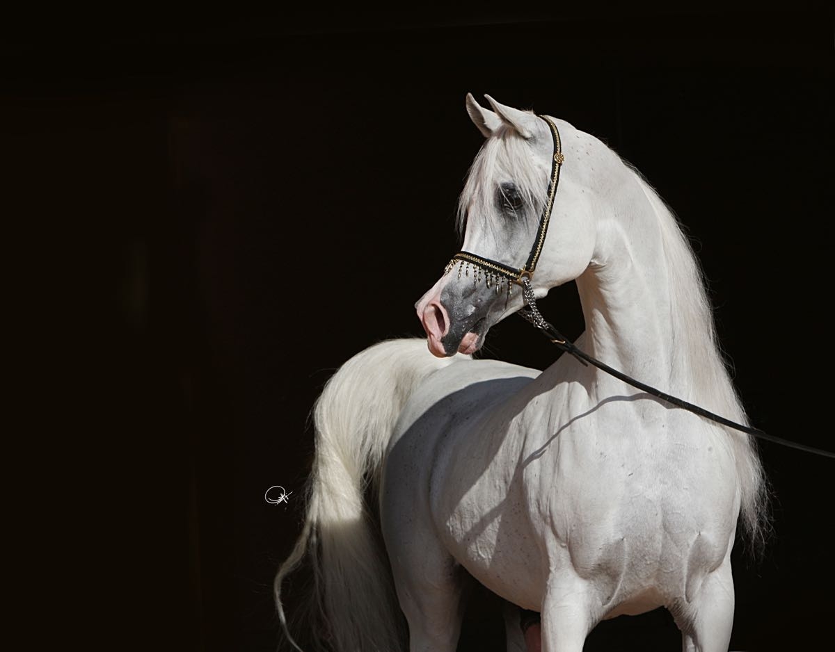 IMPERIAL BAAREZ Paris 2016 Arabian Horse World Championship