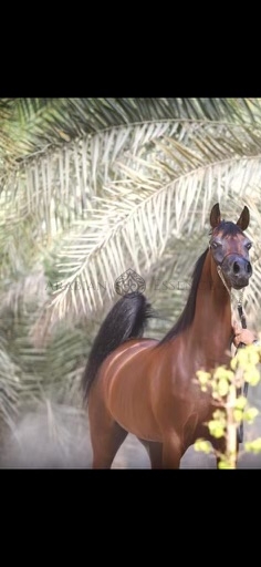 AZHAR AL ZOBAIR GCAT Riyadh 2024 Events Arabian Essence TV