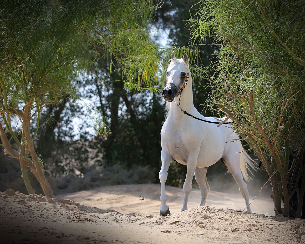 【韓国Attends アテンズ】White horse case 📢𝐀𝐭𝐭𝐞𝐧𝐭𝐢𝐨𝐧 𝐀𝐥𝐥 𝐁𝐫𝐞𝐞𝐝𝐞𝐫𝐬📢 2025