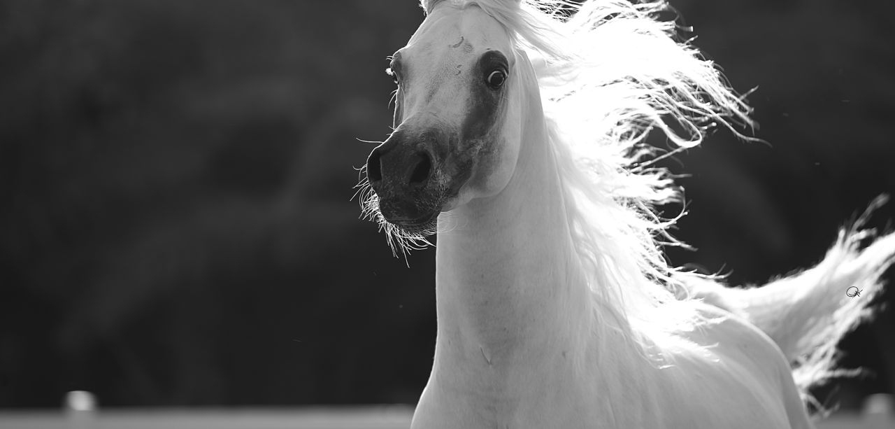 【韓国Attends アテンズ】White horse case 📢𝐀𝐭𝐭𝐞𝐧𝐭𝐢𝐨𝐧 𝐀𝐥𝐥 𝐁𝐫𝐞𝐞𝐝𝐞𝐫𝐬📢 2025
