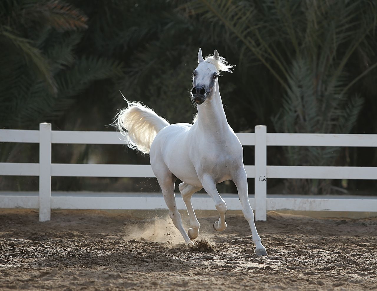 EZZ ALJAZIRA | Arabian Essence TV