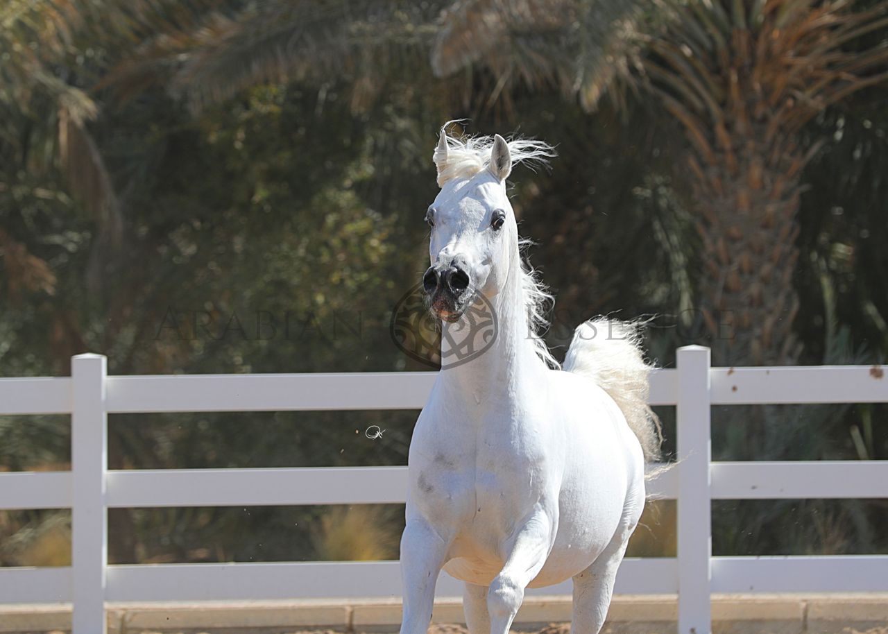 【韓国Attends アテンズ】White horse case Emaus (*Naborr x *Egreta) stood at Weiswater Farms in