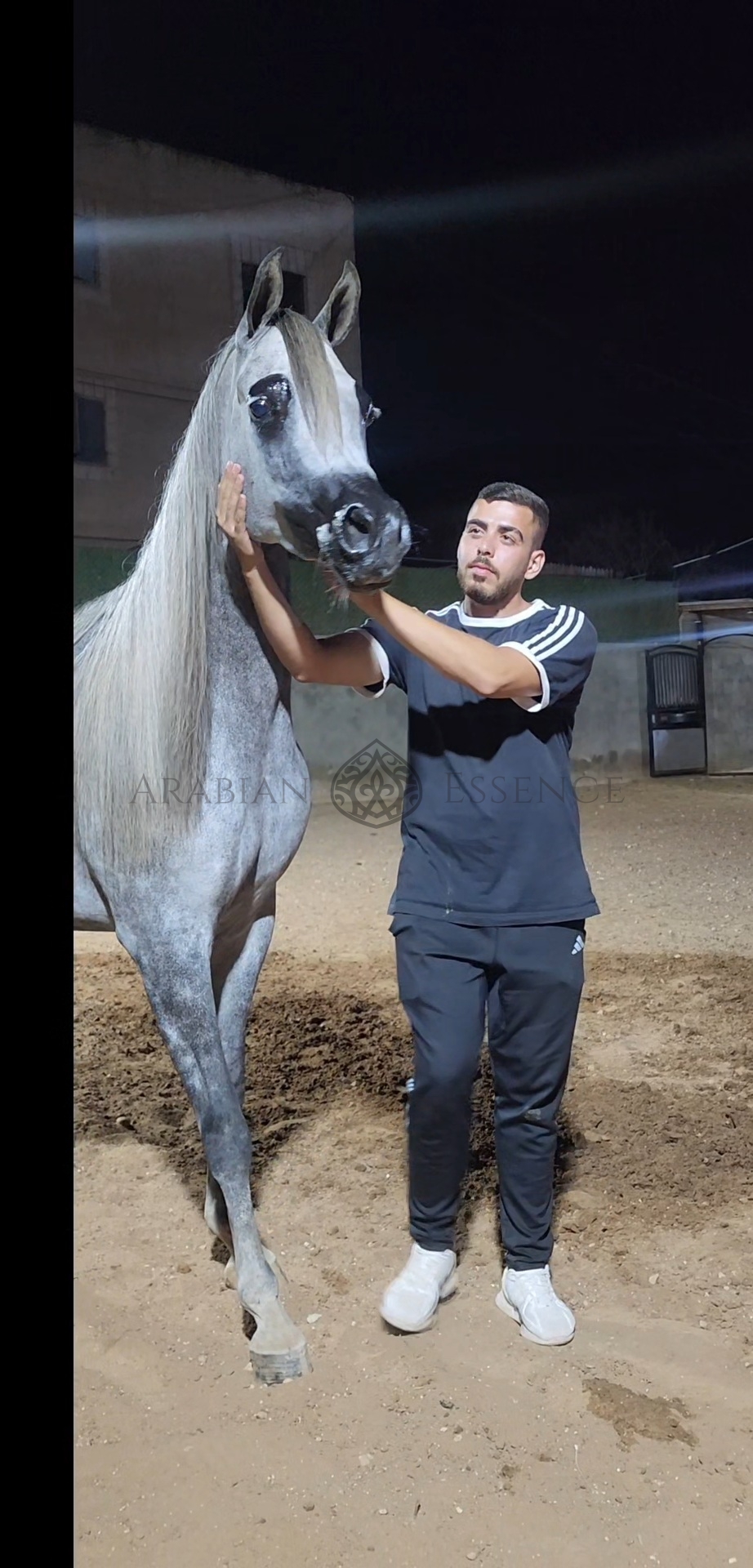 FOTOON ML | Arabian Essence TV