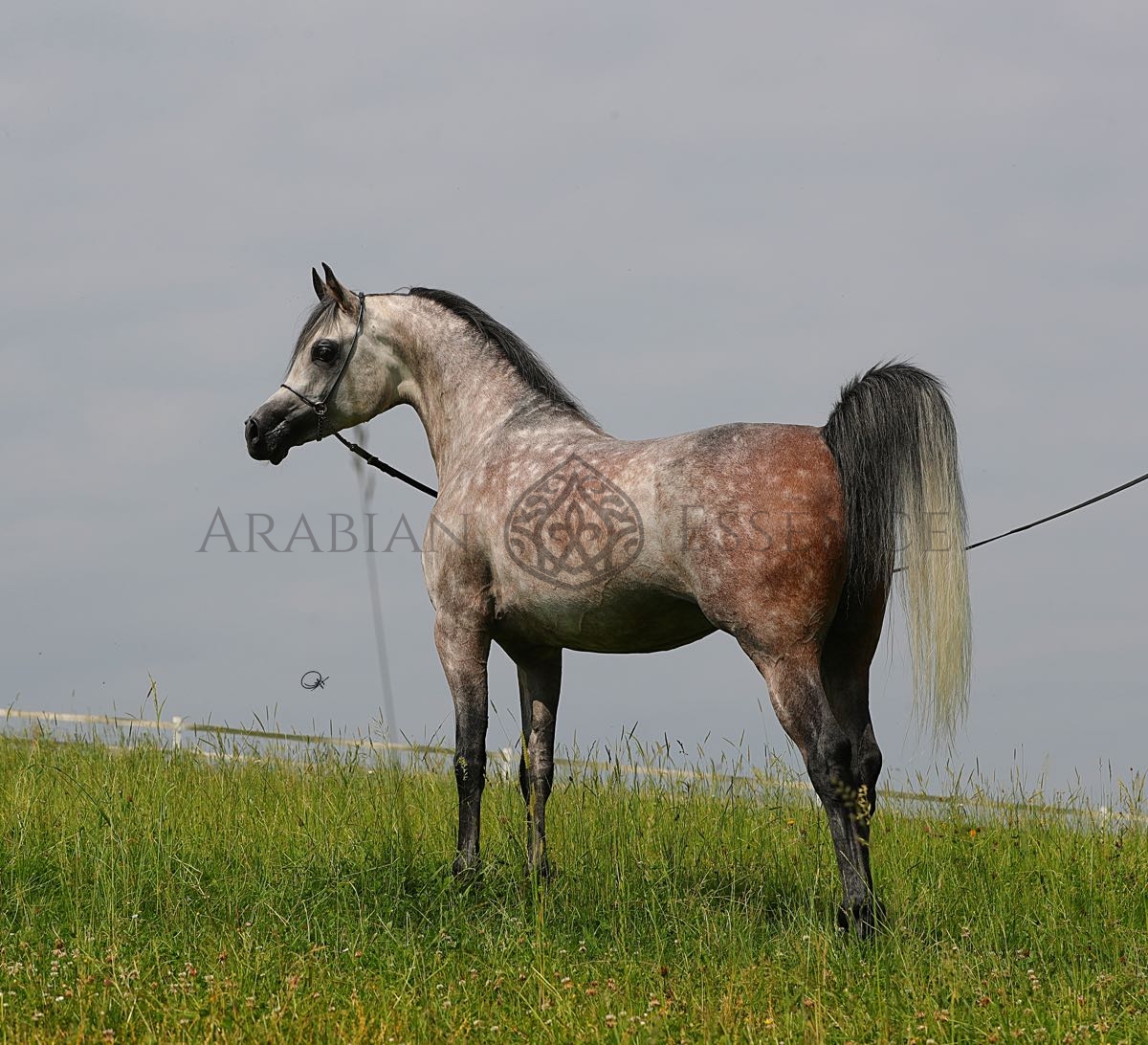 Racehorse Roses Rose Grey Thoroughbred