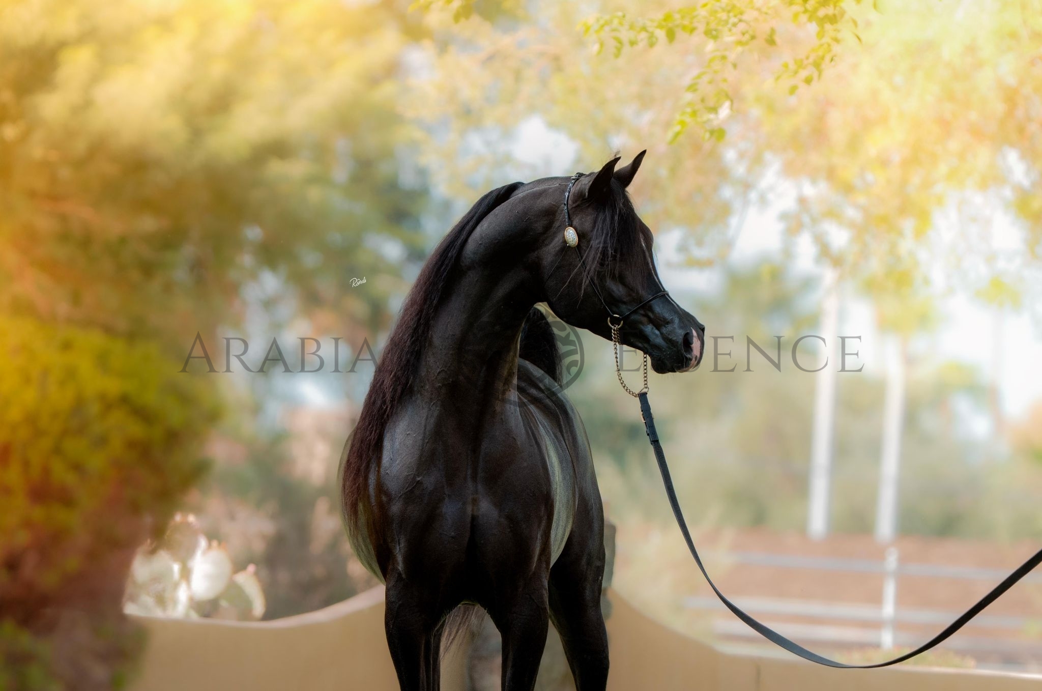 ADHM SARM | GCAT Americas Las Vegas 2026 | Events | Arabian Essence TV
