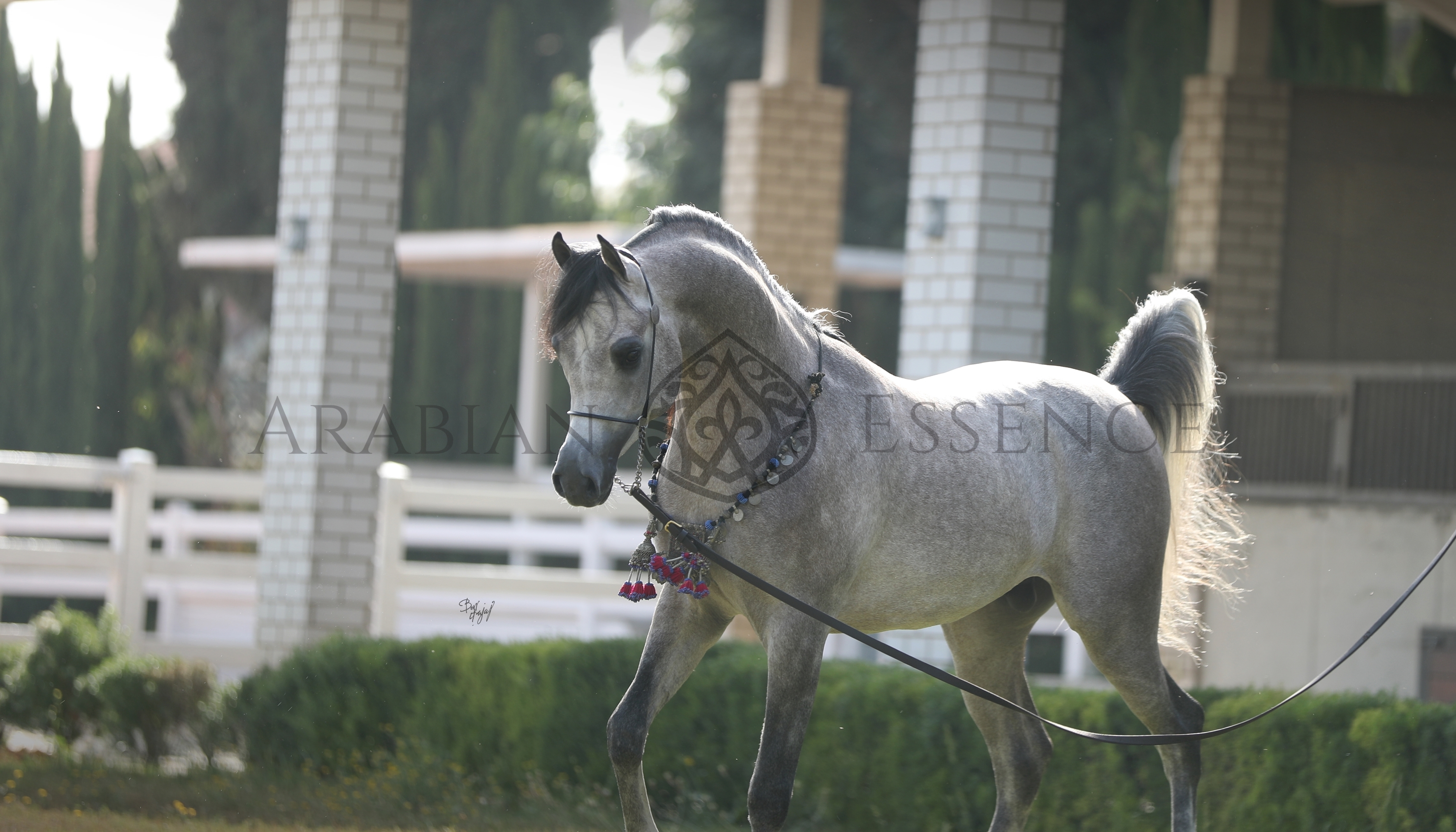 Pavlov Posadda jinsiy aloqa