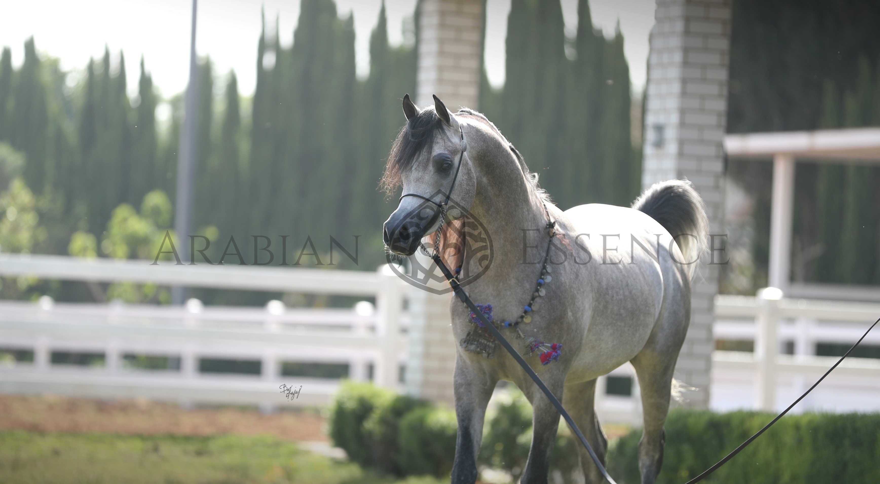 AZZAM O | Arabian Essence TV