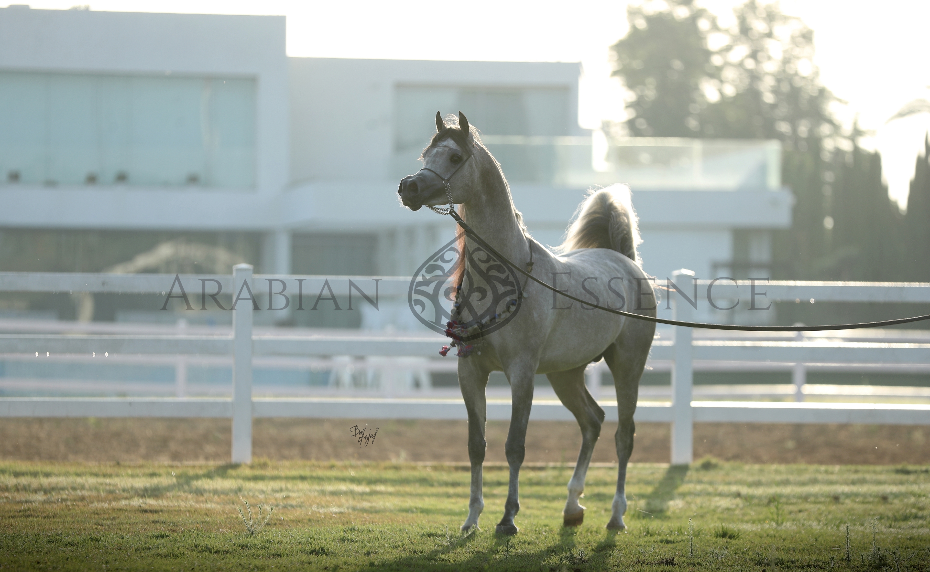 Yubka ostidagi oyoqlar orasidagi porno
