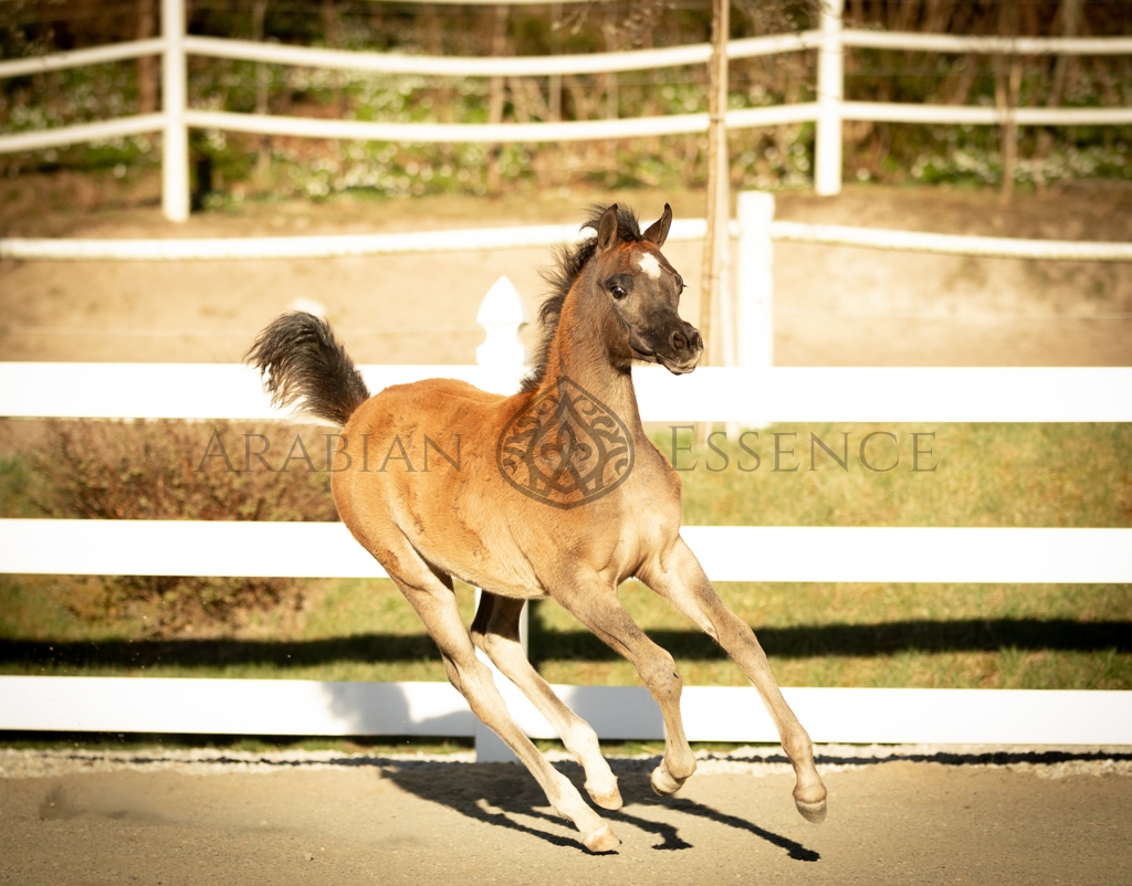 Dikli transvestitlar Kuybishevdagi Novosibirsk viloyatidan porno