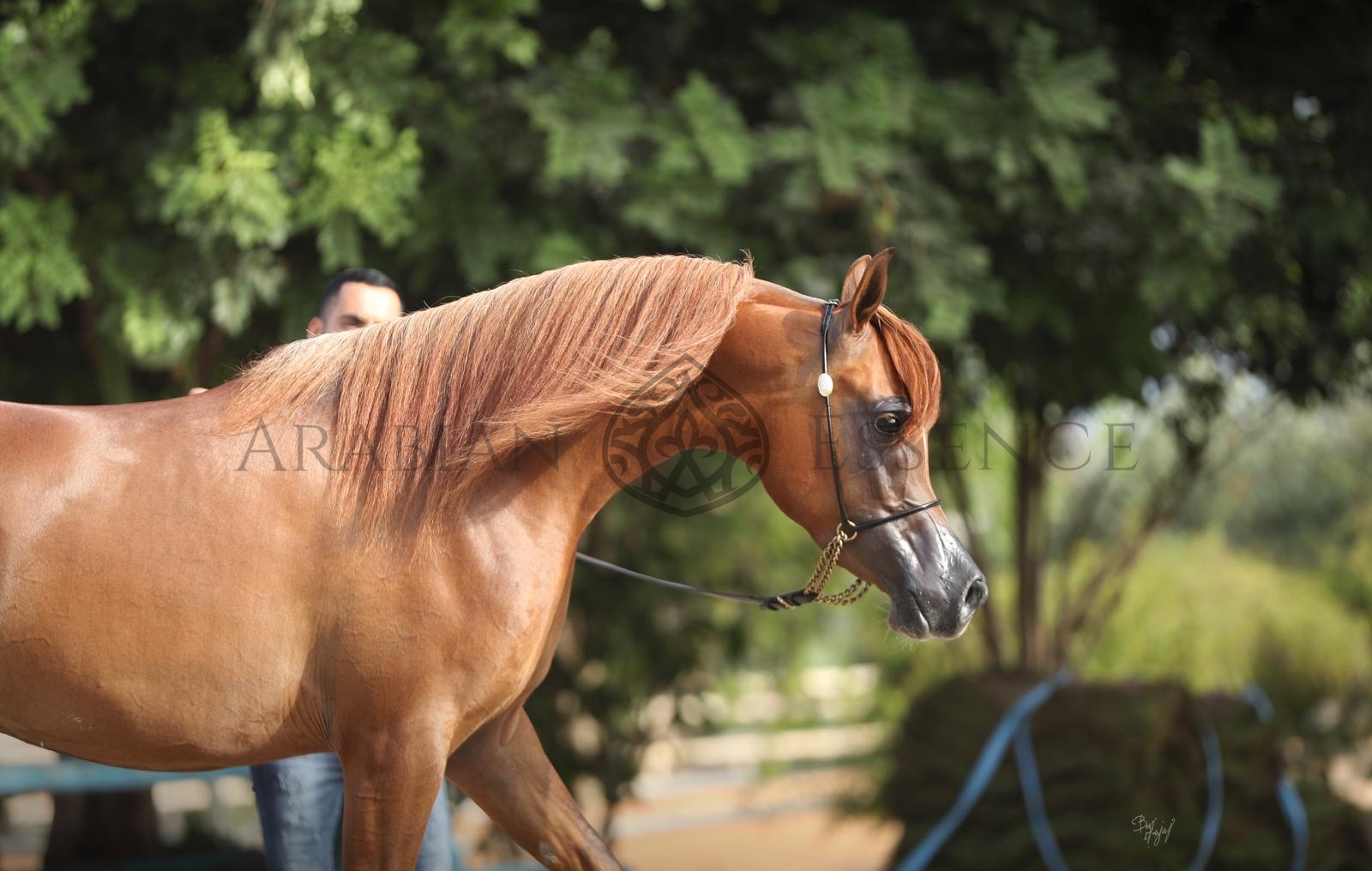 Sinial SIRAJ AL HAIA | Al Asayel Arabian Show 2025 | Events | Arabian Essence TV