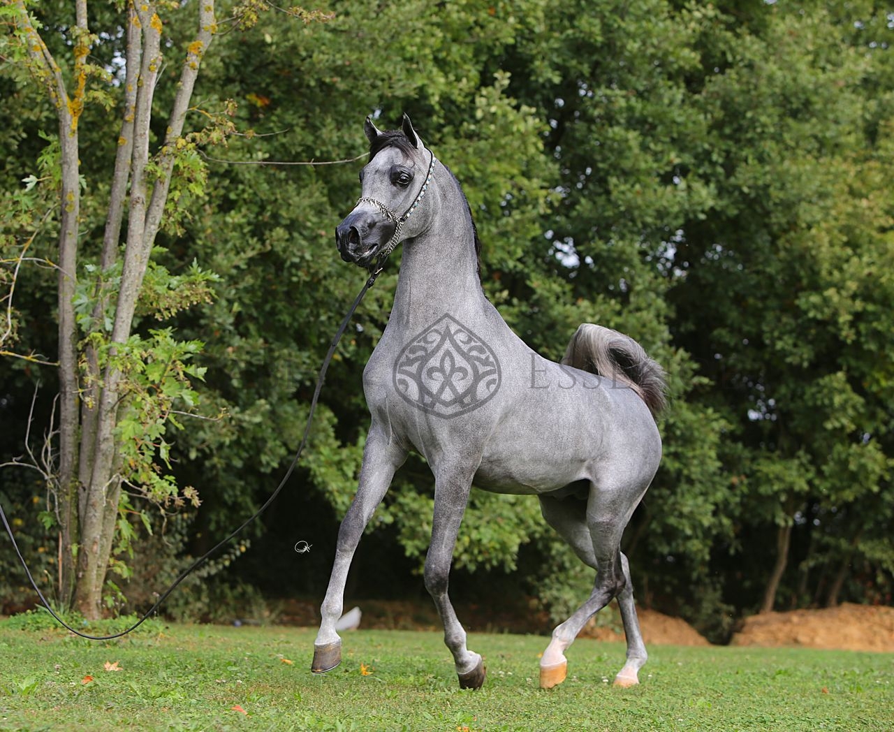 Blue Roan Arabian Horses