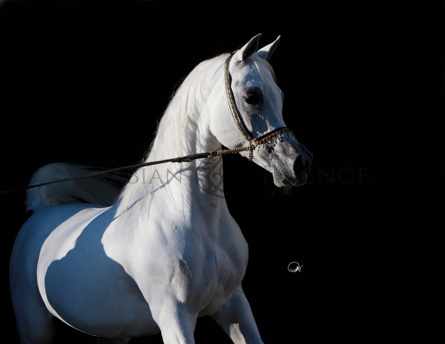 Arabian Horse Backpack 2019 AL SHAQAB Qatar Foundation Vintage Décor Arabian Horse Backpack 2019 AL SHAQAB Qatar Foundation Vintage Décor
