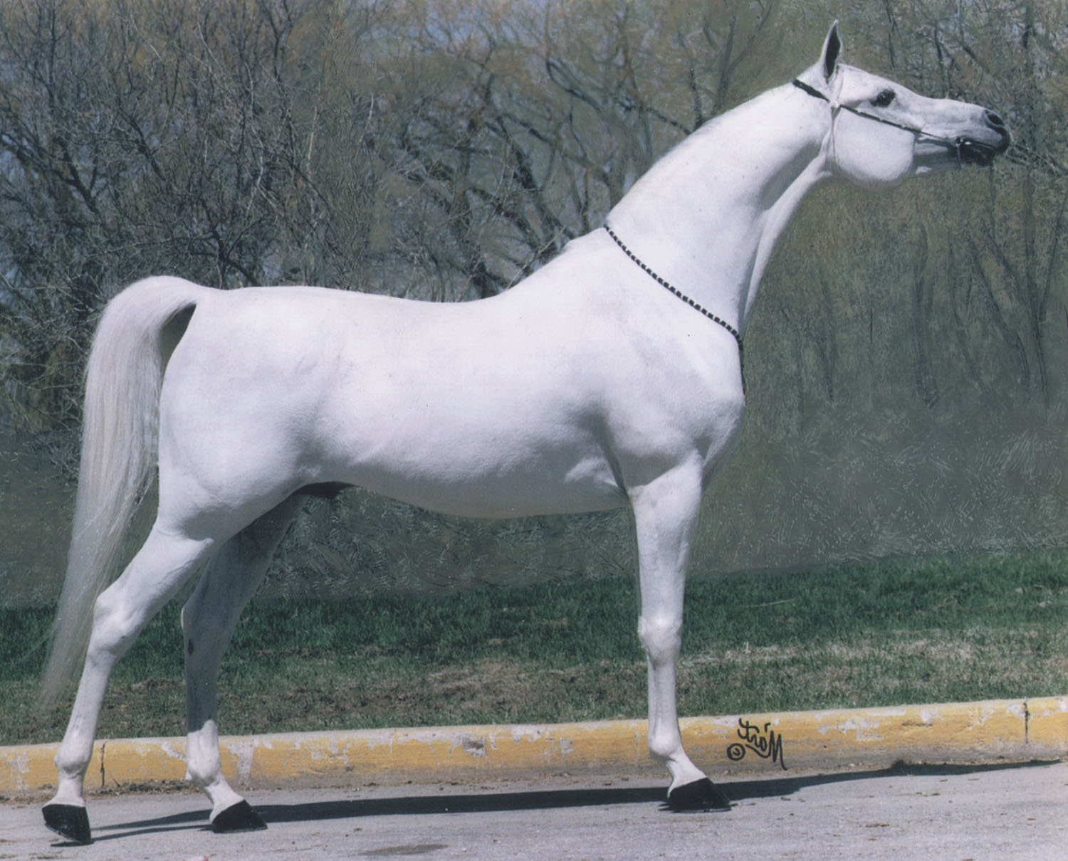 【韓国Attends アテンズ】White horse case White horse case : attendsKR
