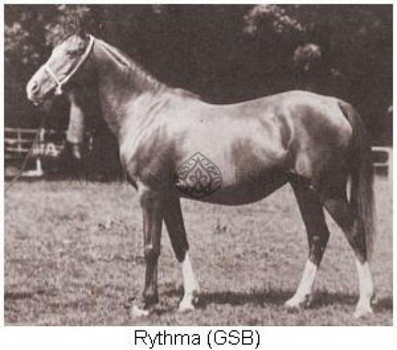 RYTHMA | Arabian Essence TV