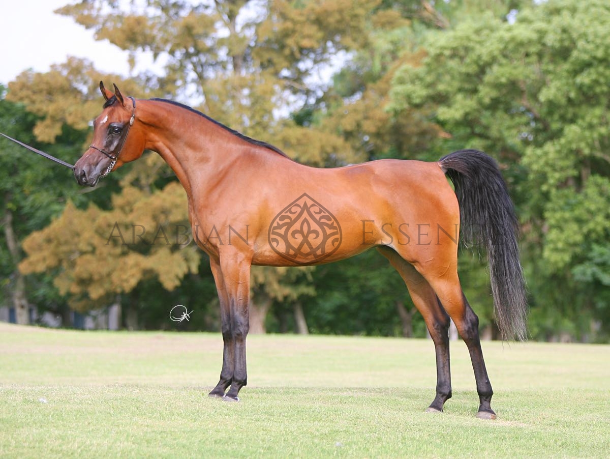 zt pedigree arabian