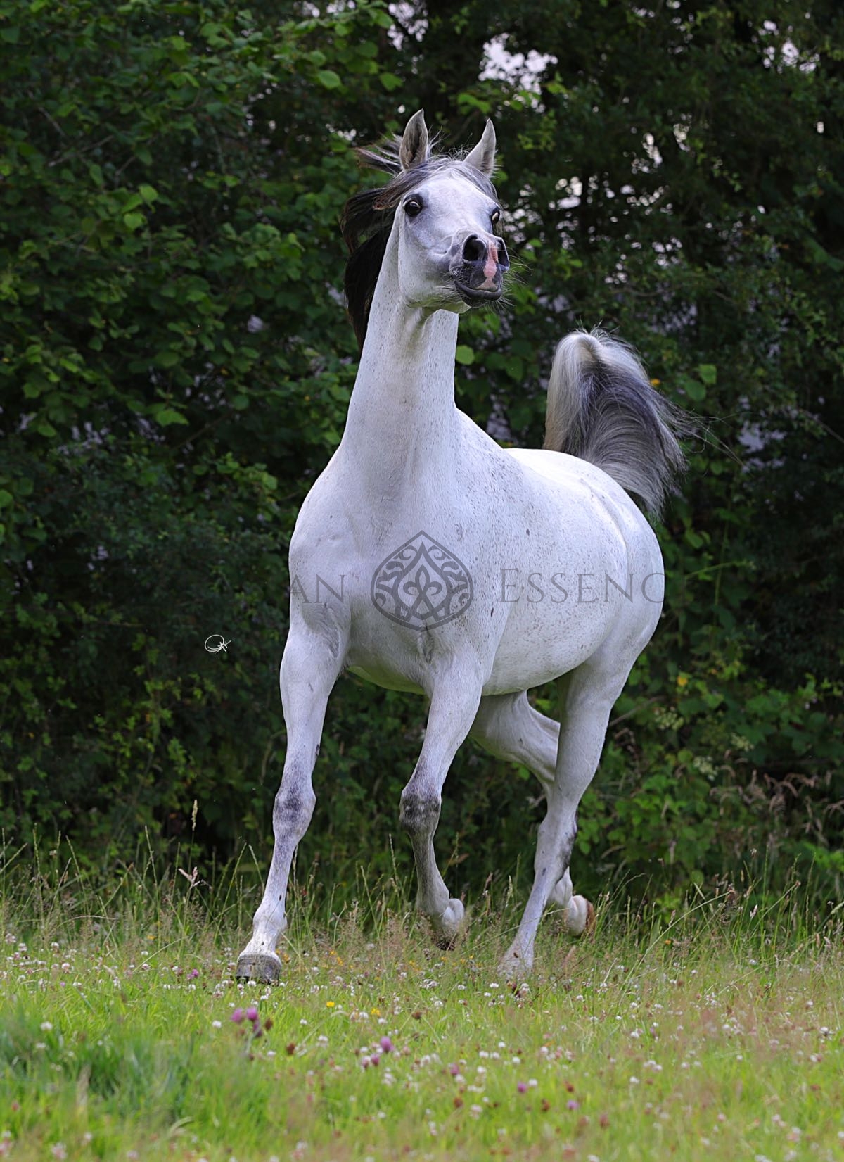 BIRUTA Arabian Essence TV