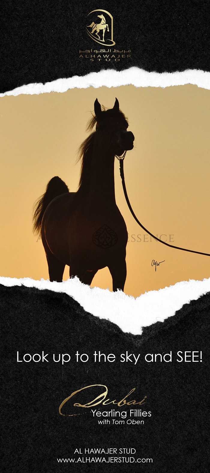 Look Up To The Sky And See Arabian Essence Tv