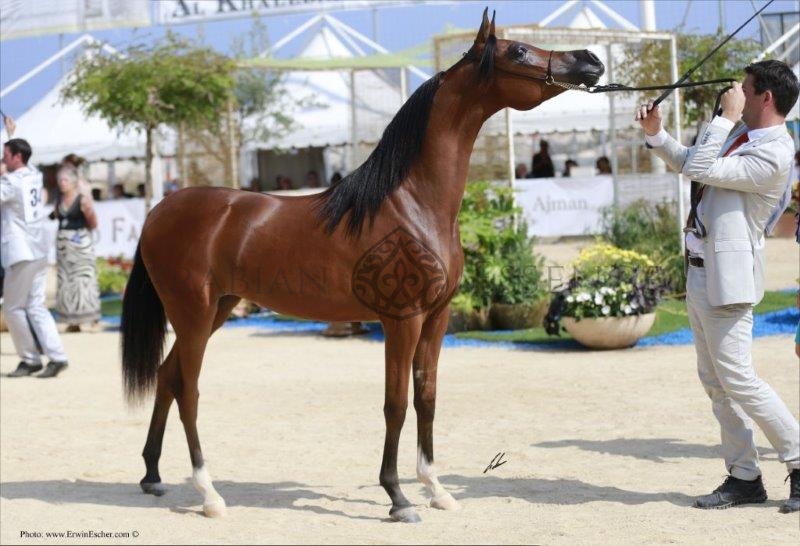 D DANAT World Arabian Horse Championship 2024 PARIS Events