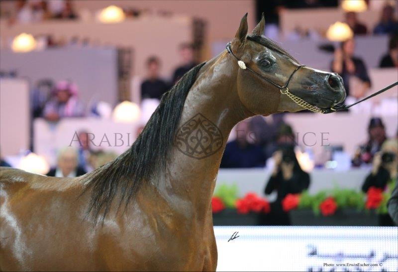 MORION Dhofar International Arabian Horse Cup 2025 Events Arabian MORION Dhofar International Arabian Horse Cup 2025 Events Arabian