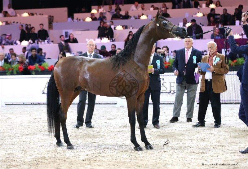 MORION Dhofar International Arabian Horse Cup 2025 Events Arabian MORION Dhofar International Arabian Horse Cup 2025 Events Arabian
