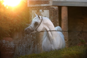 AL AYAL AA | Arabian Horse World Championship 2019 - PARIS ...